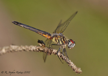 Pachydiplax longipennis, female